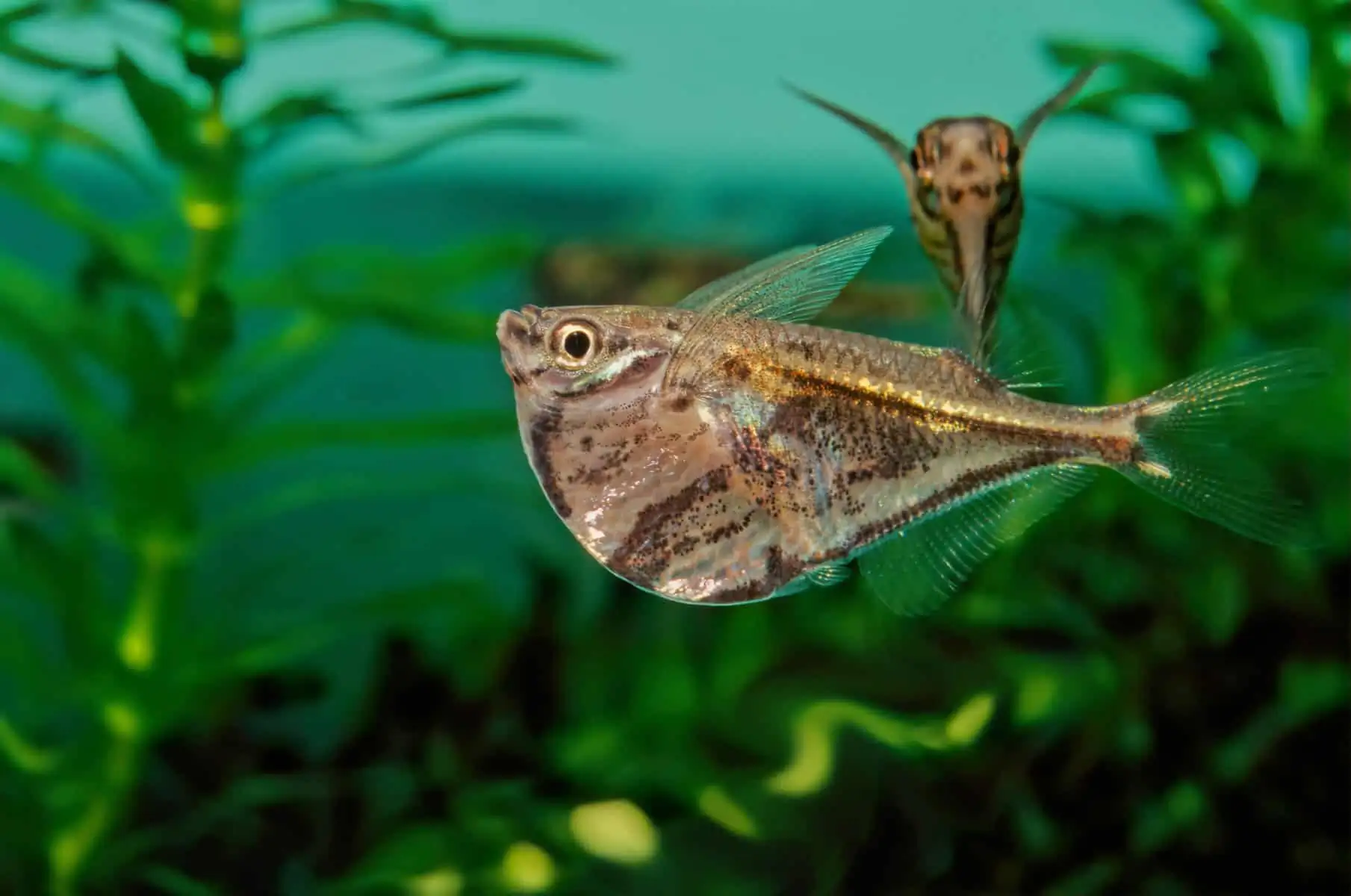 40 Coolest Freshwater Aquarium Fish 2024: For All Fish Keepers